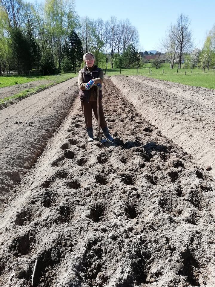 Про картоплю в горах дбають